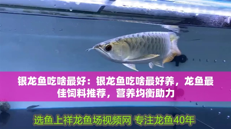 銀龍魚吃啥最好：銀龍魚吃啥最好養，龍魚最佳飼料推薦，營養均衡助力