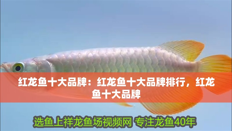 紅龍魚十大品牌：紅龍魚十大品牌排行，紅龍魚十大品牌