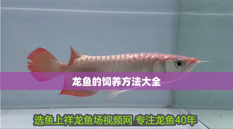 龍魚的飼養(yǎng)方法大全