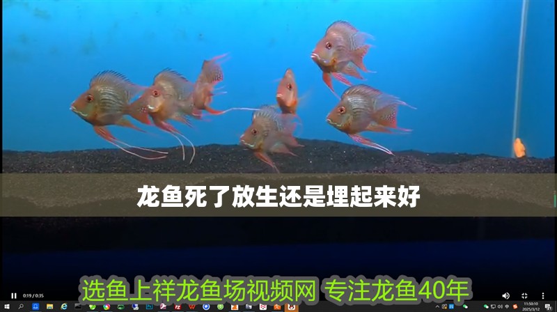 龍魚死了放生還是埋起來好