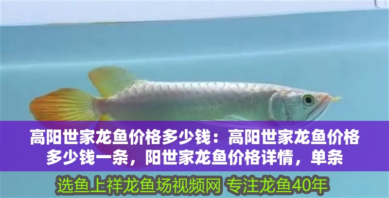高陽世家龍魚價格多少錢：高陽世家龍魚價格多少錢一條，陽世家龍魚價格詳情，單條