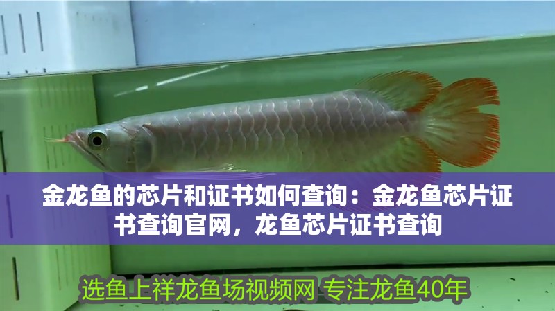 金龍魚的芯片和證書如何查詢：金龍魚芯片證書查詢官網，龍魚芯片證書查詢