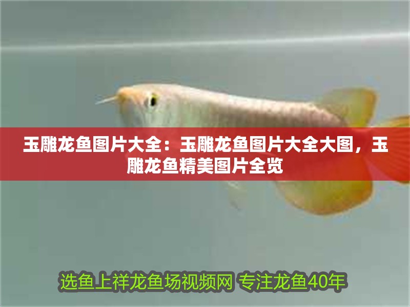 玉雕龍魚圖片大全：玉雕龍魚圖片大全大圖，玉雕龍魚精美圖片全覽