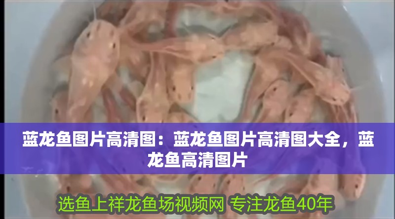 藍龍魚圖片高清圖：藍龍魚圖片高清圖大全，藍龍魚高清圖片