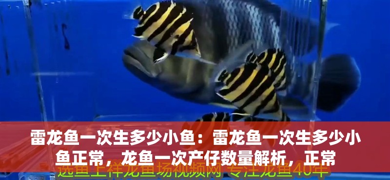 雷龍魚一次生多少小魚:雷龍魚一次生多少小魚正常,龍魚一次產仔數量解析,正常 水族問答 雷龍魚一次生多少小魚:雷龍魚一次生多少小魚正常,龍魚一次產仔數量解析,正常 雷龍魚一次生多少小魚:雷龍魚一次生多少小魚正常,龍魚一次產仔數量解析,正常 水族問答