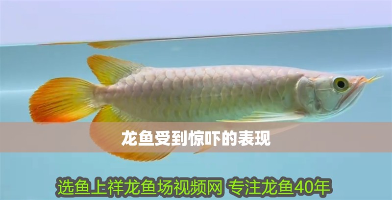 龍魚受到驚嚇的表現