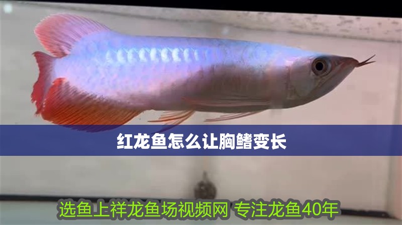 紅龍魚怎么讓胸鰭變長 紅龍魚怎么讓胸鰭變長 龍魚百科 第4張