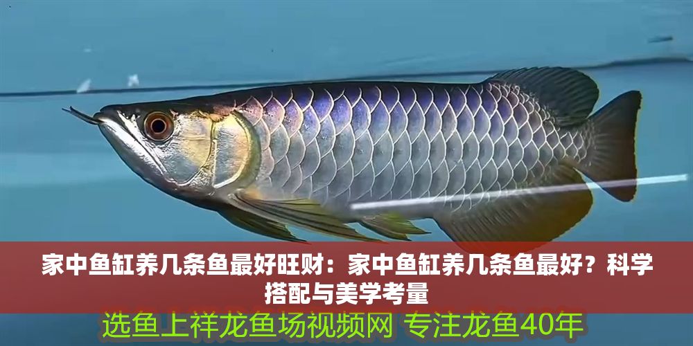 家中魚(yú)缸養(yǎng)幾條魚(yú)最好旺財(cái)：家中魚(yú)缸養(yǎng)幾條魚(yú)最好？科學(xué)搭配與美學(xué)考量