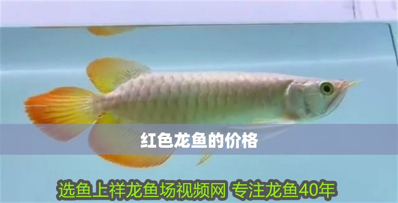 紅色龍魚的價格