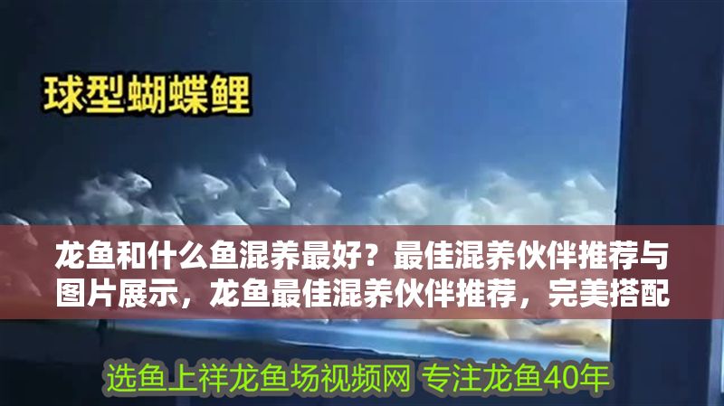 龍魚(yú)和什么魚(yú)混養(yǎng)最好？最佳混養(yǎng)伙伴推薦與圖片展示，龍魚(yú)最佳混養(yǎng)伙伴推薦，完美搭配與實(shí)拍展示