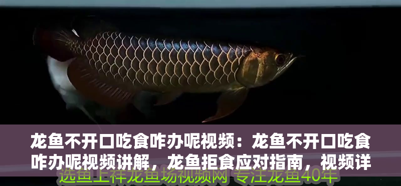 龍魚不開口吃食咋辦呢視頻：龍魚不開口吃食咋辦呢視頻講解，龍魚拒食應對指南，視頻詳解