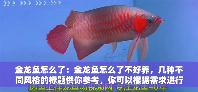 金龍魚怎么了：金龍魚怎么了不好養(yǎng)，幾種不同風格的標題供你參考，你可以根據(jù)需求進行選擇，，直白疑問風，金龍魚為何難養(yǎng)？，好奇探究風，探秘，金龍魚究竟怎么了不好養(yǎng) 金龍魚怎么了：金龍魚怎么了不好養(yǎng)，幾種不同風格的標題供你參考，你可以根據(jù)需求進行選擇，，直白疑問風，金龍魚為何難養(yǎng)？，好奇探究風，探秘，金龍魚究竟怎么了不好養(yǎng) 水族問答