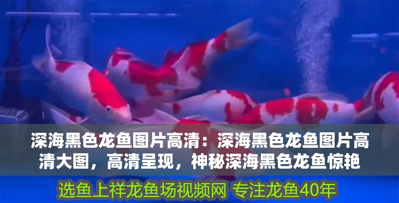深海黑色龍魚圖片高清：深海黑色龍魚圖片高清大圖，高清呈現，神秘深海黑色龍魚驚艷
