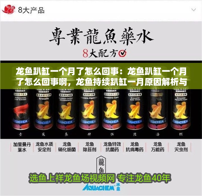 龍魚趴缸一個月了怎么回事:龍魚趴缸一個月了怎么回事啊,龍魚持續趴缸一月原因解析與 水族問答 龍魚趴缸一個月了怎么回事:龍魚趴缸一個月了怎么回事啊,龍魚持續趴缸一月原因解析與 龍魚趴缸一個月了怎么回事:龍魚趴缸一個月了怎么回事啊,龍魚持續趴缸一月原因解析與 水族問答