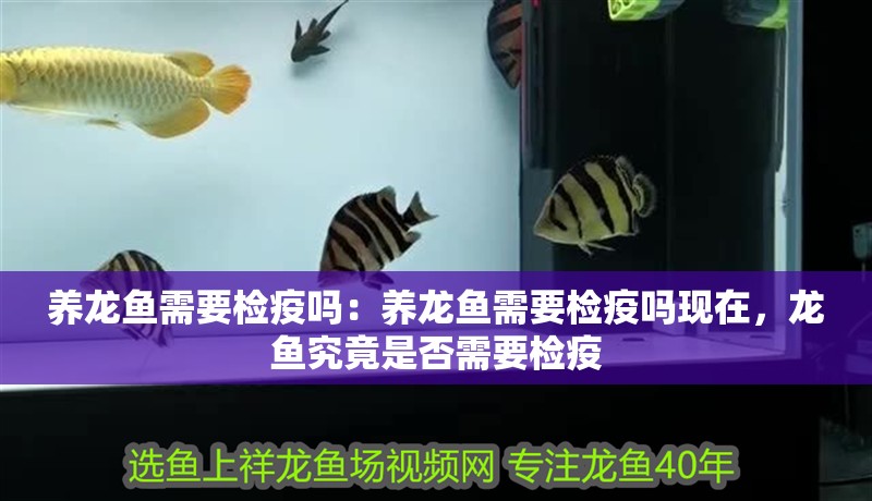 養龍魚需要檢疫嗎：養龍魚需要檢疫嗎現在，龍魚究竟是否需要檢疫