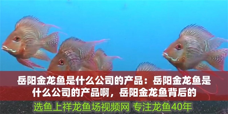 岳陽金龍魚是什么公司的產品：岳陽金龍魚是什么公司的產品啊，岳陽金龍魚背后的