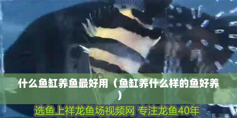 什么魚(yú)缸養(yǎng)魚(yú)最好用(魚(yú)缸養(yǎng)什么樣的魚(yú)好養(yǎng)) 魚(yú)缸百科 第1張 什么魚(yú)缸養(yǎng)魚(yú)最好用(魚(yú)缸養(yǎng)什么樣的魚(yú)好養(yǎng)) 什么魚(yú)缸養(yǎng)魚(yú)最好用(魚(yú)缸養(yǎng)什么樣的魚(yú)好養(yǎng)) 魚(yú)缸百科 第1張