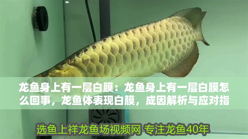 龍魚身上有一層白膜：龍魚身上有一層白膜怎么回事，龍魚體表現(xiàn)白膜，成因解析與應(yīng)對指南