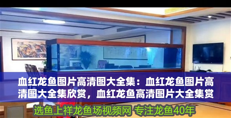 血紅龍魚圖片高清圖大全集：血紅龍魚圖片高清圖大全集欣賞，血紅龍魚高清圖片大全集賞析