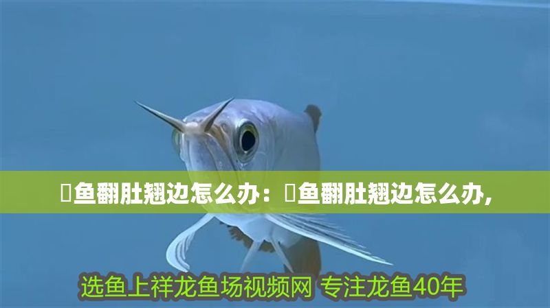 魟魚翻肚翹邊怎么辦：魟魚翻肚翹邊怎么辦,