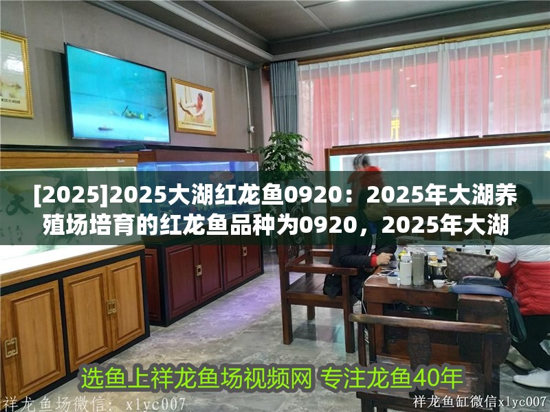 [2025]2025大湖紅龍魚0920：2025年大湖養殖場培育的紅龍魚品種為0920，2025年大湖養殖場紅龍魚新品種0920培育成果