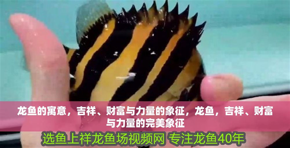 龍魚的寓意，吉祥、財富與力量的象征，龍魚，吉祥、財富與力量的完美象征