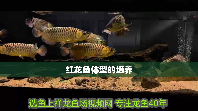 紅龍魚體型的培養