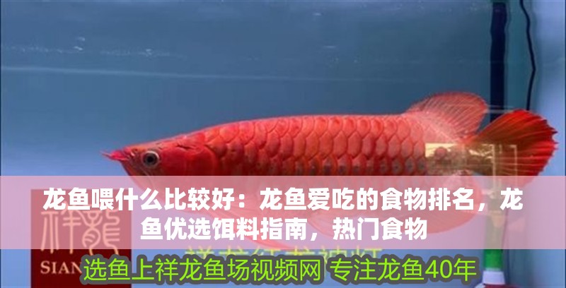 龍魚喂什么比較好：龍魚愛吃的食物排名，龍魚優選餌料指南，熱門食物