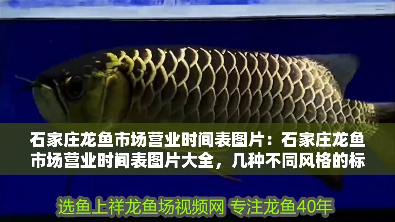 石家莊龍魚(yú)市場(chǎng)營(yíng)業(yè)時(shí)間表圖片：石家莊龍魚(yú)市場(chǎng)營(yíng)業(yè)時(shí)間表圖片大全，幾種不同風(fēng)格的標(biāo)題供你參考，，石家莊龍魚(yú)市場(chǎng)營(yíng)業(yè)時(shí)間表圖片全覽，速看！石家莊龍魚(yú)市場(chǎng)營(yíng)業(yè)時(shí)間表高清圖片合集，石家莊龍魚(yú)市場(chǎng)營(yíng)業(yè)時(shí)間表