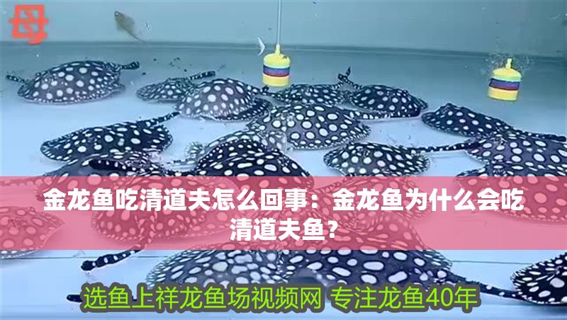 金龍魚吃清道夫怎么回事：金龍魚為什么會吃清道夫魚？