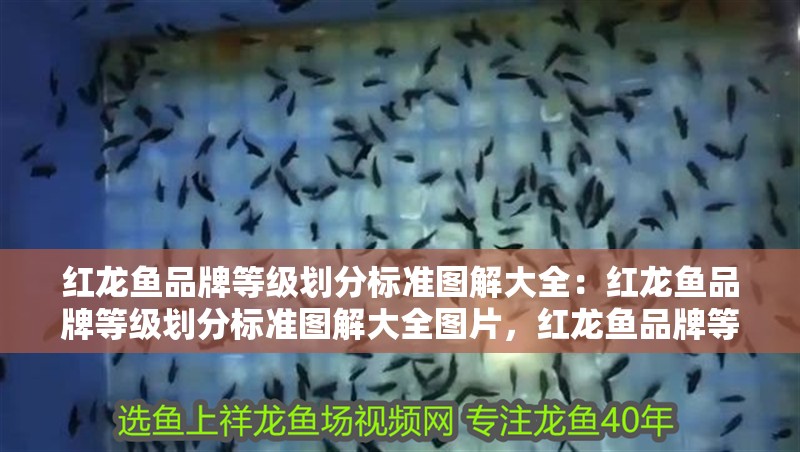 紅龍魚品牌等級劃分標(biāo)準(zhǔn)圖解大全:紅龍魚品牌等級劃分標(biāo)準(zhǔn)圖解大全圖片,紅龍魚品牌等級劃分標(biāo)準(zhǔn)全圖 水族問答 紅龍魚品牌等級劃分標(biāo)準(zhǔn)圖解大全:紅龍魚品牌等級劃分標(biāo)準(zhǔn)圖解大全圖片,紅龍魚品牌等級劃分標(biāo)準(zhǔn)全圖 紅龍魚品牌等級劃分標(biāo)準(zhǔn)圖解大全:紅龍魚品牌等級劃分標(biāo)準(zhǔn)圖解大全圖片,紅龍魚品牌等級劃分標(biāo)準(zhǔn)全圖 水族問答