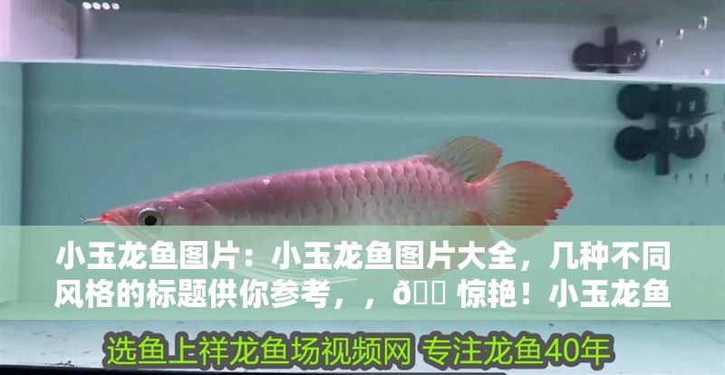 小玉龍魚圖片：小玉龍魚圖片大全，幾種不同風格的標題供你參考，，??驚艷！小玉龍魚高清美圖全收錄，??小玉龍魚視覺盛宴，海量圖片大集合，??解鎖小玉龍魚多樣風采， 小玉龍魚圖片：小玉龍魚圖片大全，幾種不同風格的標題供你參考，，??驚艷！小玉龍魚高清美圖全收錄，??小玉龍魚視覺盛宴，海量圖片大集合，??解鎖小玉龍魚多樣風采， 水族問答