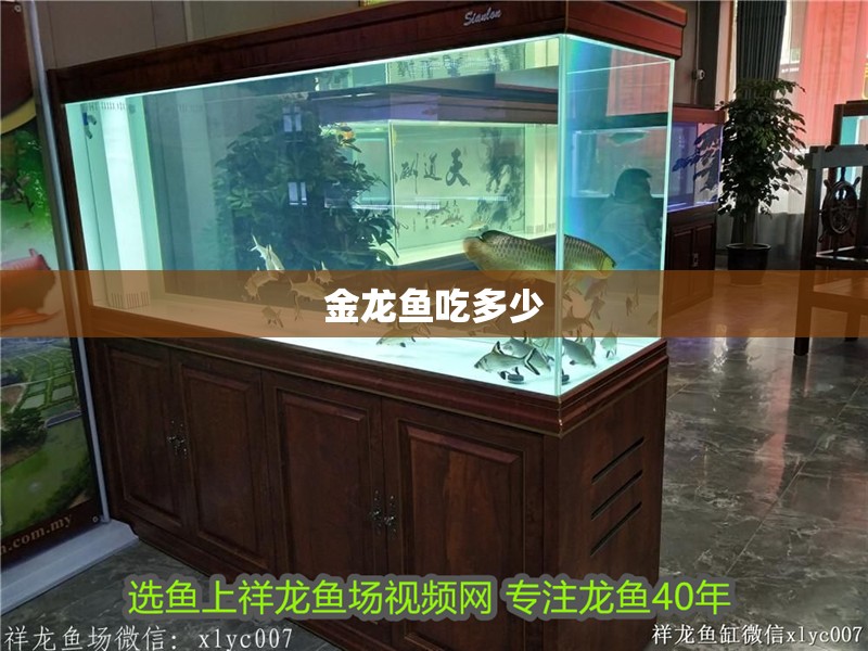 金龍魚吃多少 金龍魚吃多少 龍魚百科 第4張