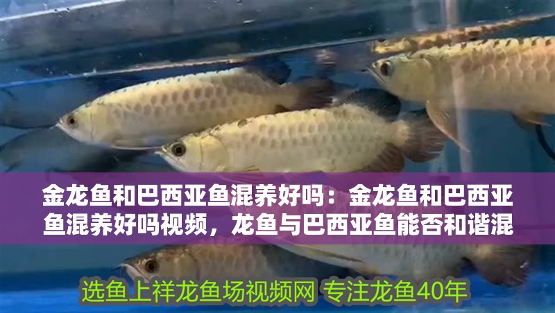 金龍魚和巴西亞魚混養(yǎng)好嗎：金龍魚和巴西亞魚混養(yǎng)好嗎視頻，龍魚與巴西亞魚能否和諧混養(yǎng)？視頻揭秘共存