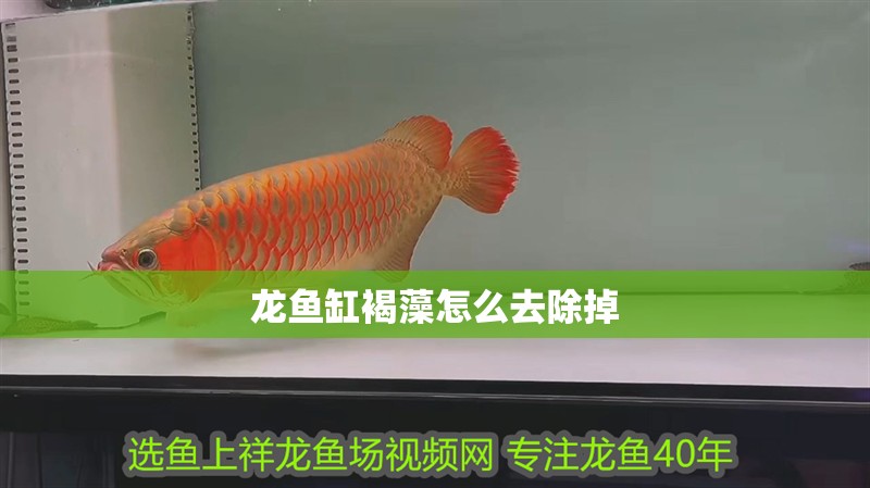龍魚缸褐藻怎么去除掉 龍魚百科 第2張 龍魚缸褐藻怎么去除掉 龍魚缸褐藻怎么去除掉 龍魚百科 第2張