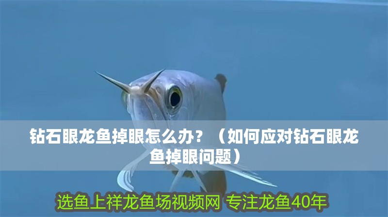 鉆石眼龍魚掉眼怎么辦？（如何應(yīng)對鉆石眼龍魚掉眼問題）