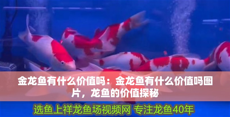 金龍魚有什么價值嗎：金龍魚有什么價值嗎圖片，龍魚的價值探秘 金龍魚有什么價值嗎：金龍魚有什么價值嗎圖片，龍魚的價值探秘 水族問答