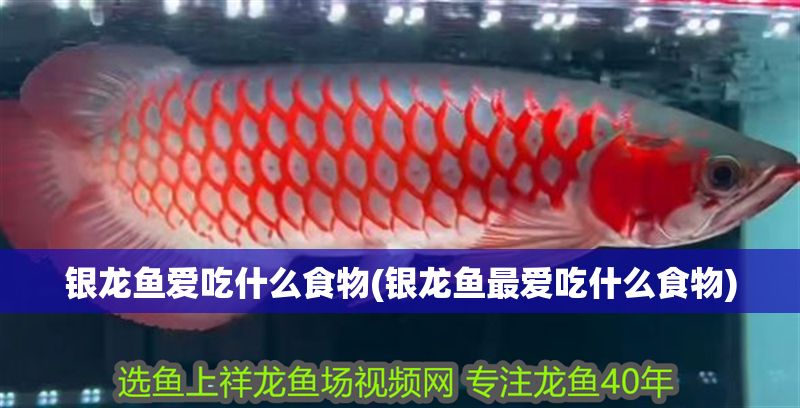 銀龍魚愛吃什么食物(銀龍魚最愛吃什么食物) 銀龍魚百科 第1張 銀龍魚愛吃什么食物(銀龍魚最愛吃什么食物) 銀龍魚愛吃什么食物(銀龍魚最愛吃什么食物) 銀龍魚百科 第1張