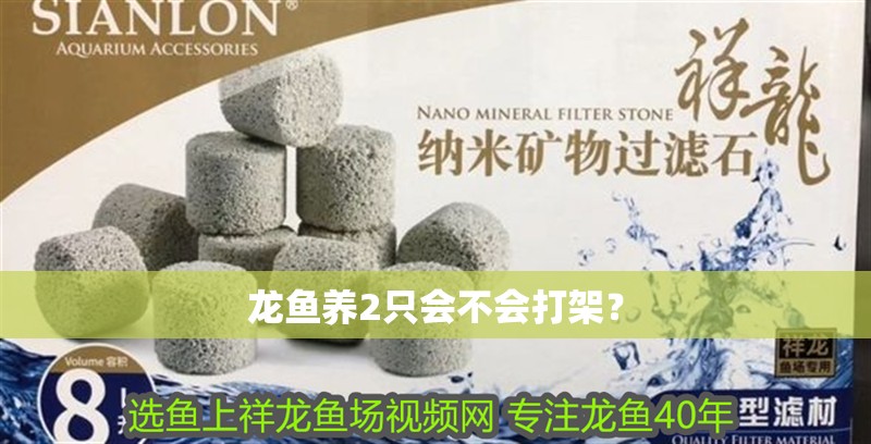 龍魚(yú)養(yǎng)2只會(huì)不會(huì)打架？ 龍魚(yú)養(yǎng)2只會(huì)不會(huì)打架？ 龍魚(yú)百科 第2張