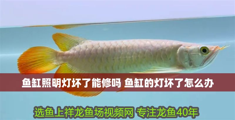 魚缸照明燈壞了能修嗎 魚缸的燈壞了怎么辦