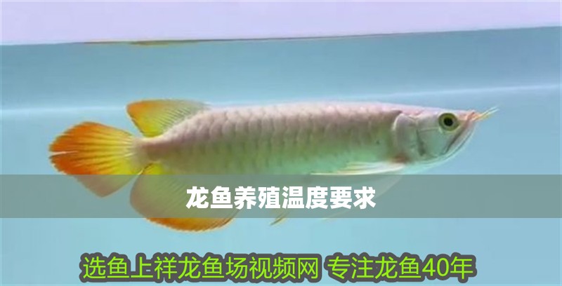 龍魚養殖溫度要求 龍魚養殖溫度要求 龍魚百科 第2張