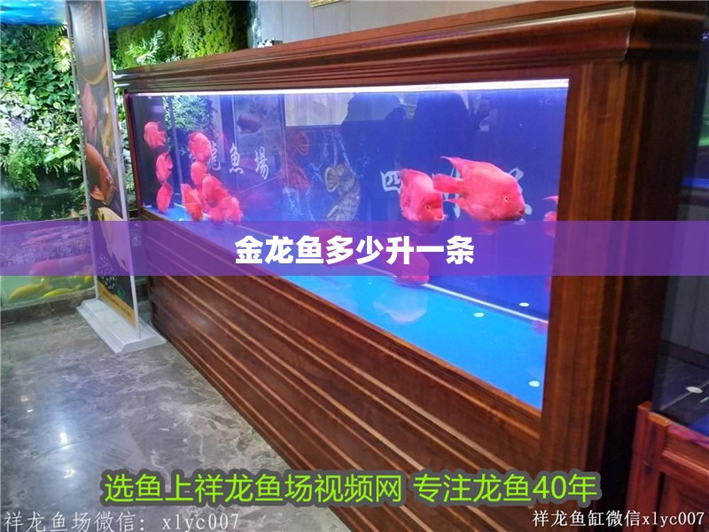 金龍魚多少升一條