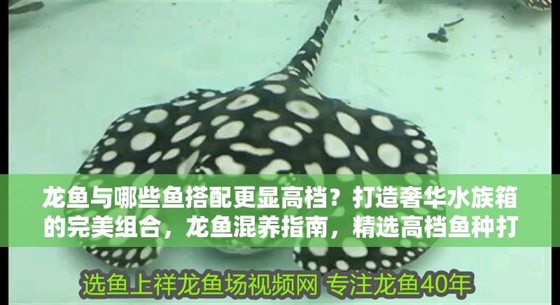 龍魚與哪些魚搭配更顯高檔?打造奢華水族箱的完美組合,龍魚混養指南,精選高檔魚種打造奢華水族箱 龍魚百科 第1張 龍魚與哪些魚搭配更顯高檔?打造奢華水族箱的完美組合,龍魚混養指南,精選高檔魚種打造奢華水族箱 龍魚與哪些魚搭配更顯高檔?打造奢華水族箱的完美組合,龍魚混養指南,精選高檔魚種打造奢華水族箱 龍魚百科 第1張
