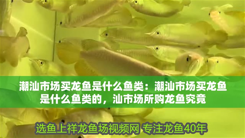 潮汕市場買龍魚是什么魚類：潮汕市場買龍魚是什么魚類的，汕市場所購龍魚究竟