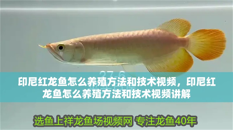 印尼紅龍魚怎么養殖方法和技術視頻，印尼紅龍魚怎么養殖方法和技術視頻講解
