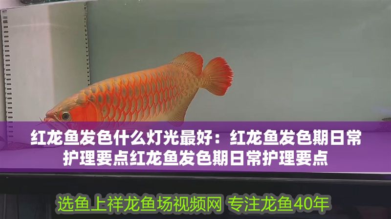 紅龍魚(yú)發(fā)色什么燈光最好：紅龍魚(yú)發(fā)色期日常護(hù)理要點(diǎn)紅龍魚(yú)發(fā)色期日常護(hù)理要點(diǎn)