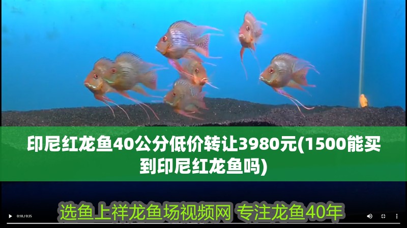 印尼紅龍魚40公分低價轉讓3980元(1500能買到印尼紅龍魚嗎)