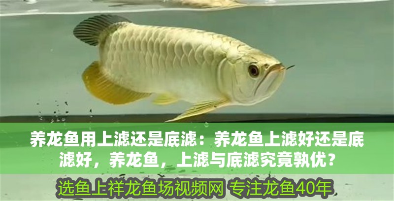 養龍魚用上濾還是底濾：養龍魚上濾好還是底濾好，養龍魚，上濾與底濾究竟孰優？
