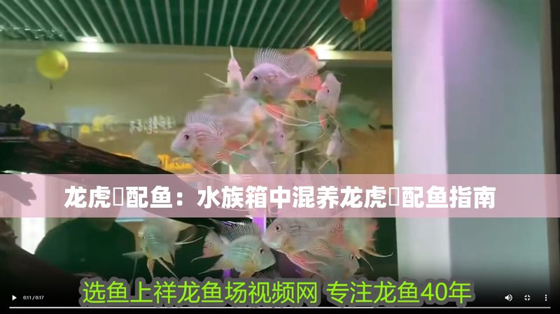龍虎魟配魚：水族箱中混養龍虎魟配魚指南