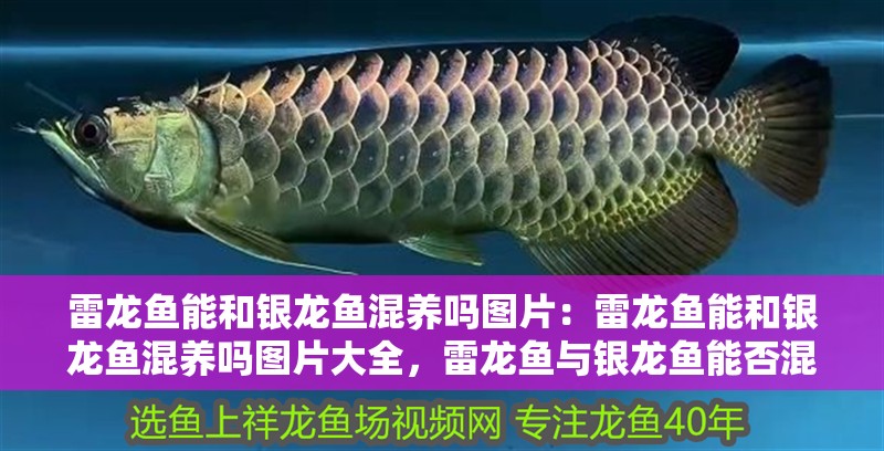 雷龍魚能和銀龍魚混養嗎圖片：雷龍魚能和銀龍魚混養嗎圖片大全，雷龍魚與銀龍魚能否混養？高清圖片全 雷龍魚能和銀龍魚混養嗎圖片：雷龍魚能和銀龍魚混養嗎圖片大全，雷龍魚與銀龍魚能否混養？高清圖片全 水族問答